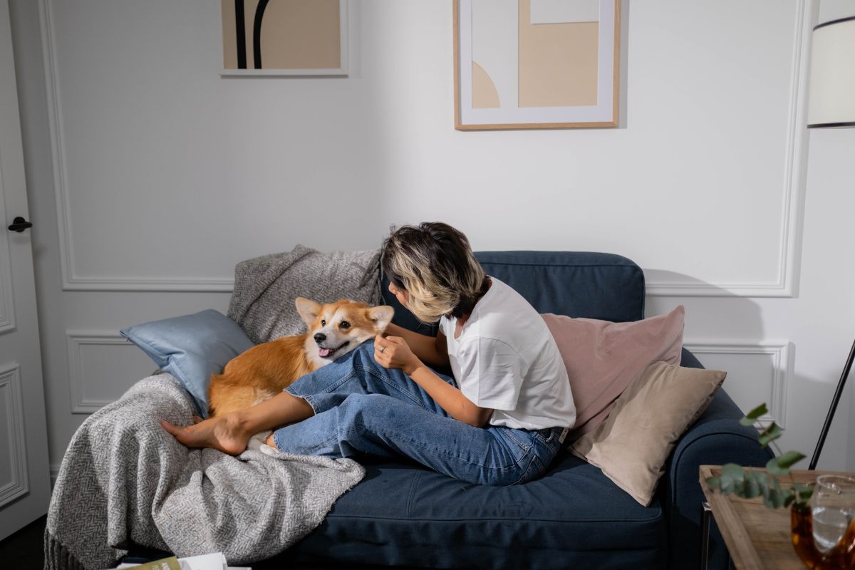 Dog on couch 